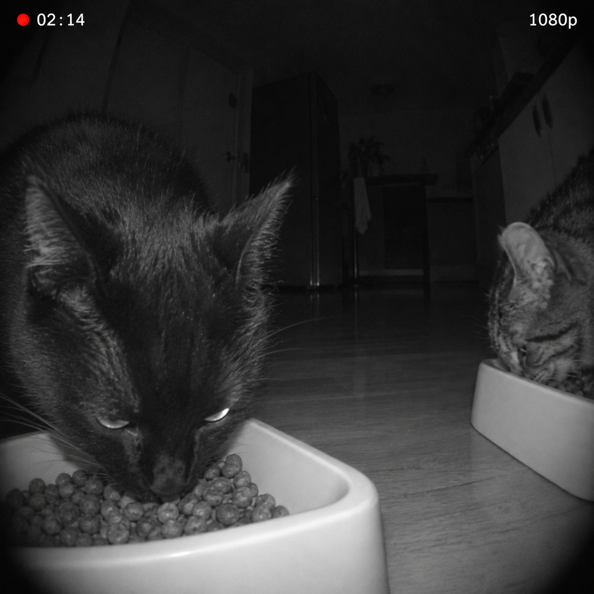 Illustration : vue de nuit de la caméra, deux chats qui mangent à 2 h du matin
